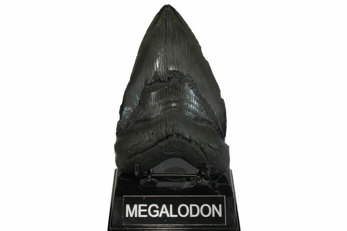 Serrated, Fossil Megalodon Tooth - South Carolina #169187